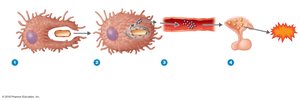 Endotoxins and the pyrogenic response