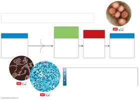 Overview of microbial mechanisms of pathogenicity and portals of entry/exit