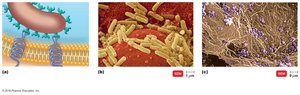 Adhesion of bacteria to host cells and biofilm formation