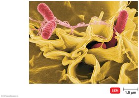 Salmonella entering intestinal epithelial cells via ruffling