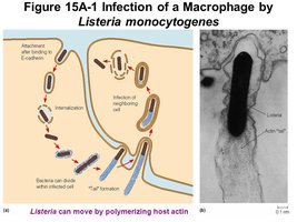 Listeria monocytogenes infection and actin polymerization