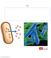 Exotoxins produced by gram-positive bacteria
