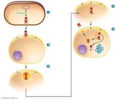Mechanism of A-B exotoxin action