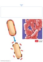 Endotoxins from gram-negative bacteria