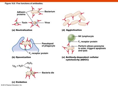 Five functions of antibodies: neutralization, opsonization, oxidation, agglutination, and ADCC