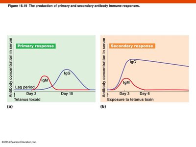 Graph comparing primary and secondary antibody immune responses