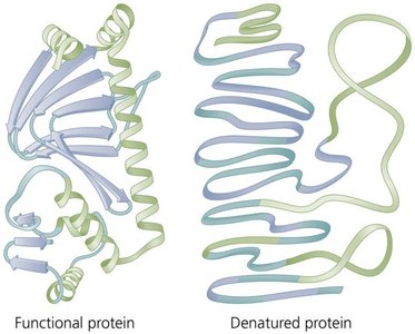 Diagram of functional and denatured protein