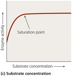 Graph of enzyme activity vs substrate concentration