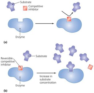 Diagram of competitive inhibition