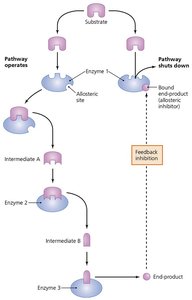 Diagram of feedback inhibition