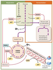 Summary diagram of glucose catabolism
