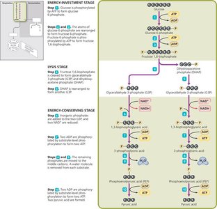 Diagram of glycolysis stages
