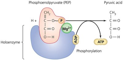 Diagram of substrate-level phosphorylation