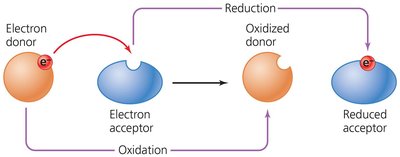 Diagram of oxidation and reduction reactions