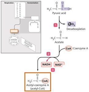 Diagram of pyruvate dehydrogenase complex