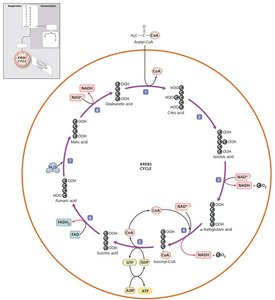 Diagram of Krebs cycle