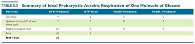 Table of ATP yield in prokaryotic aerobic respiration
