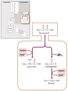 Diagram of fermentation pathways