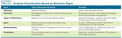 Table of enzyme classification based on reaction types