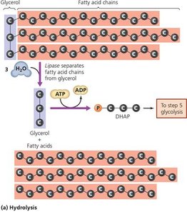 Diagram of lipid hydrolysis