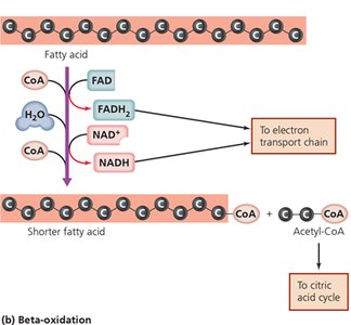 Diagram of beta-oxidation of fatty acids