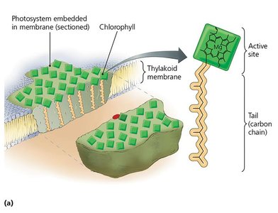 Diagram of photosystem and chlorophyll structure