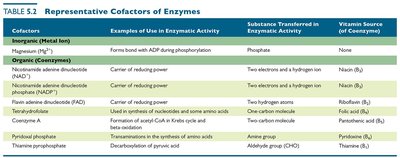 Table of representative cofactors of enzymes