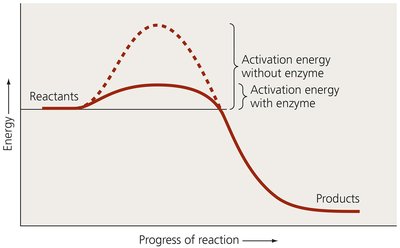 Graph showing effect of enzymes on activation energy