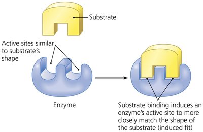 Diagram of enzyme-substrate induced fit