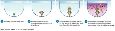Steps of an indirect ELISA test