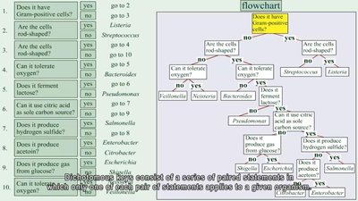 Dichotomous key flowchart for bacterial identification