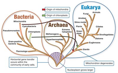 Three-domain phylogenetic tree showing Bacteria, Archaea, and Eukarya