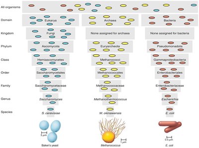 Taxonomic hierarchy for Eukarya, Archaea, and Bacteria