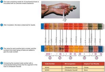 EnteroPluri Test for rapid identification of enteric bacteria