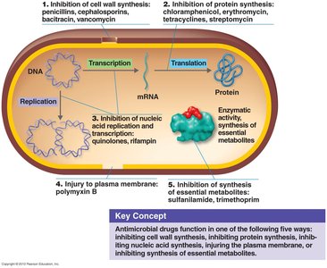Mechanisms of antimicrobial drug action