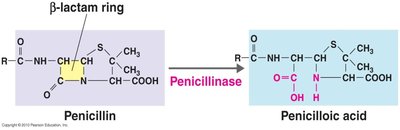 Beta-lactam ring hydrolysis by penicillinase
