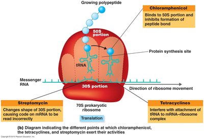 Sites of action for protein synthesis inhibitors on the ribosome