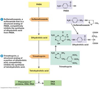 Mechanism of sulfonamides and trimethoprim in folic acid synthesis inhibition