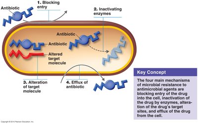 Mechanisms of antibiotic resistance in bacteria