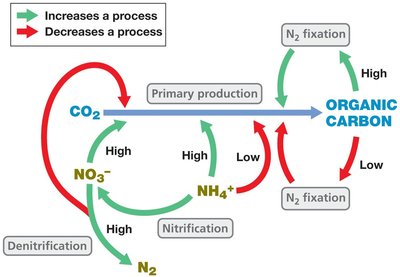 Coupling of carbon and nitrogen cycles