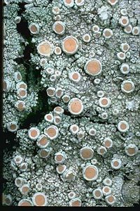 Lichen symbiosis