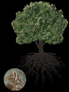 Endomycorrhizal root structure