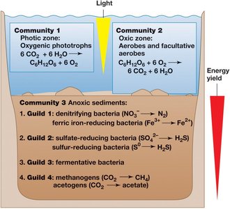 Microbial communities in different environmental zones