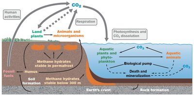 Diagram of the carbon cycle including methane hydrates and humus