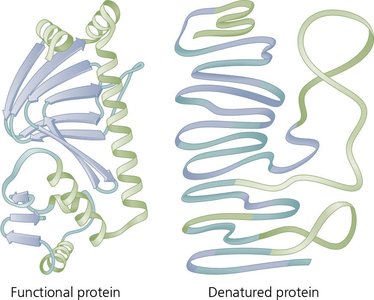 Protein denaturation
