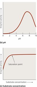 Effect of pH and substrate concentration on enzyme activity