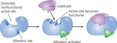 Allosteric activation of an enzyme