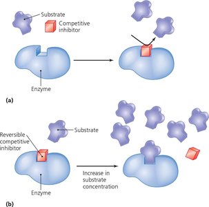 Competitive inhibition of enzyme activity