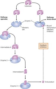 Feedback inhibition in a metabolic pathway