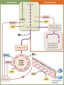 Summary of glucose catabolism